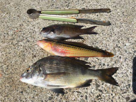 サヨリはどこに