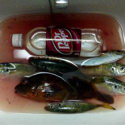 休み前アジング