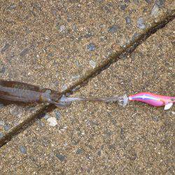 豊岡竹野港内でアオリイカ