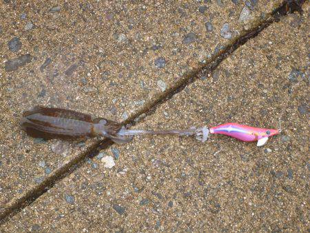 豊岡竹野港内でアオリイカ