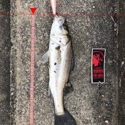 員弁川16時頃トップにて