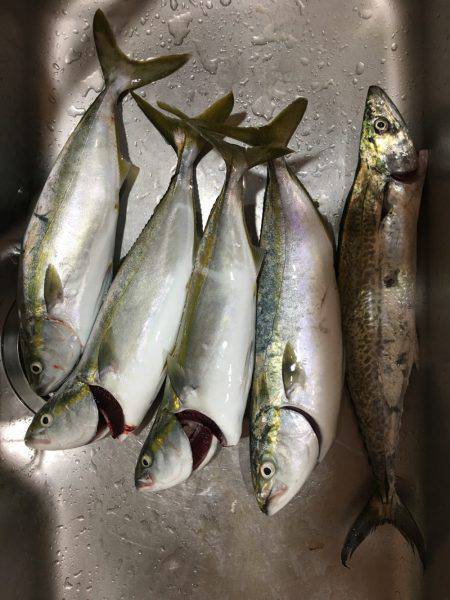 貝塚人工島 ハマチアンドサゴシ