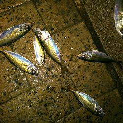 シーサイドコスモ アジ爆釣