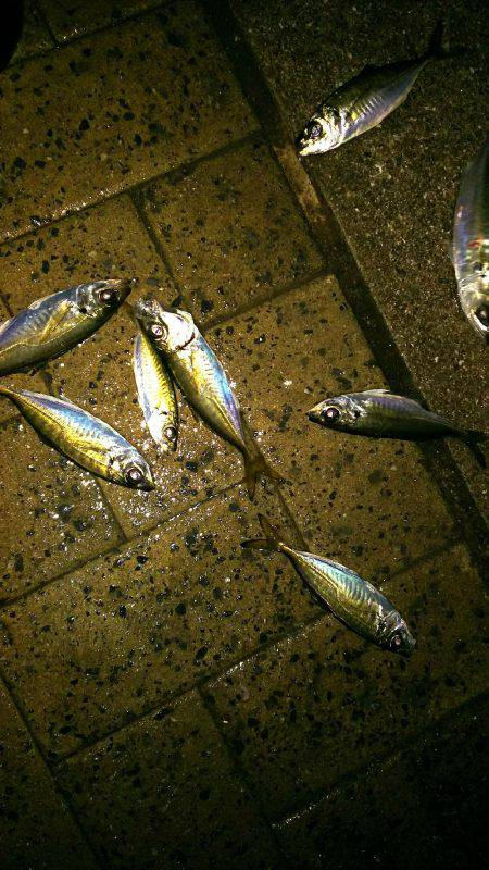 シーサイドコスモ アジ爆釣