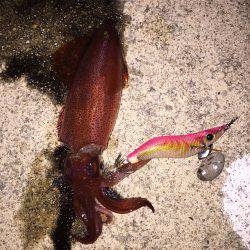 台風前エギング