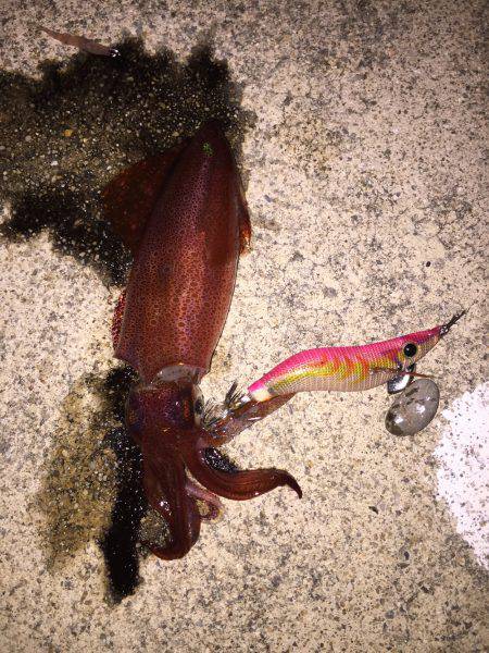 台風前エギング