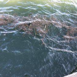 ショアジギアフタータイフーン