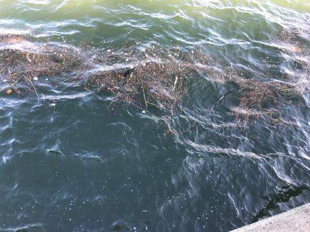 ショアジギアフタータイフーン