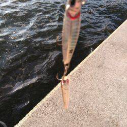 台風一過後のお祭りワッショイ