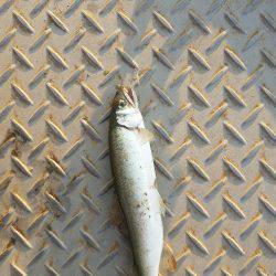 チヌ、シーバス