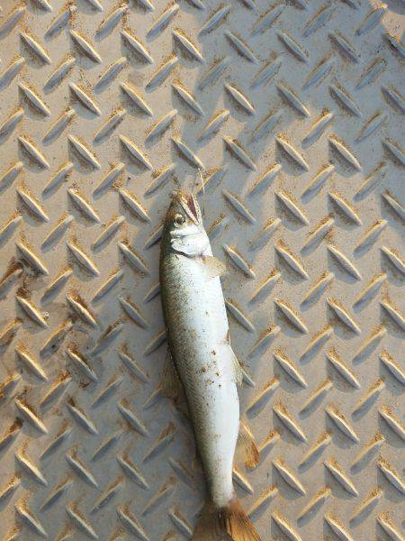 チヌ、シーバス