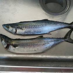 初太刀＆さごし