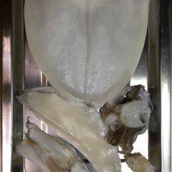 アオリをジックリ狙って