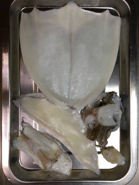 アオリをジックリ狙って