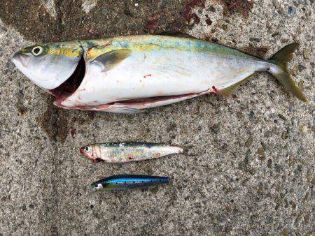 タチ・サゴ・ハマチ\( ‘ω’ )/