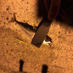 神戸周りアジング