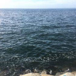 ナブラ打ちでツバス