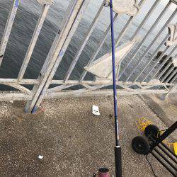 タチウオ青物調査