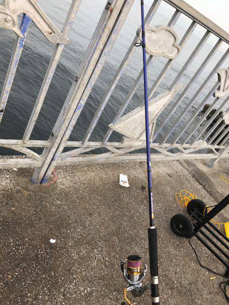 タチウオ青物調査