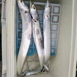 タチウオワインド調査