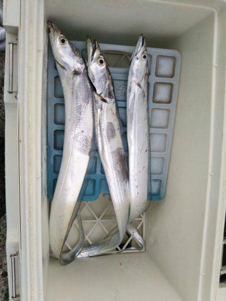 タチウオワインド調査