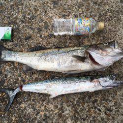 イカ調査釣行〜朝まずめ青物