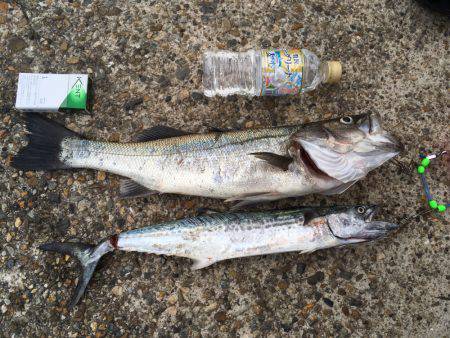 イカ調査釣行〜朝まずめ青物