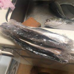 ショアジギシーズン最高！