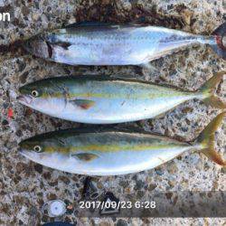 ミノーとトップでサゴハマチ(‘0’)/