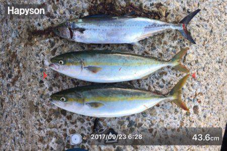 ミノーとトップでサゴハマチ(‘0’)/