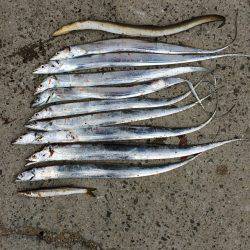 タチウオ小さい