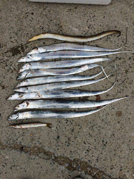 タチウオ小さい