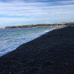 ニューロッドでアオリ他