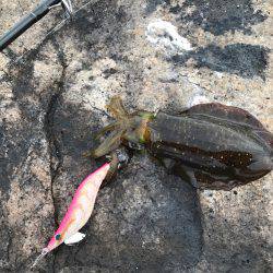 ナイスサイズ！