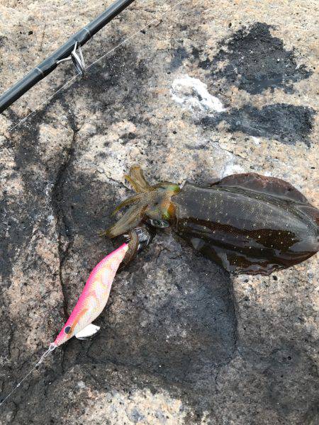 ナイスサイズ！