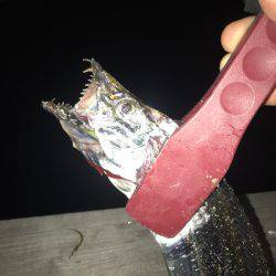 タチウオそろそろ入りましたか