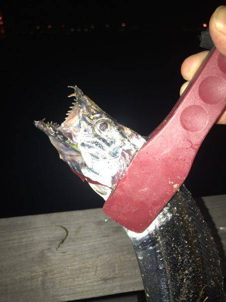 タチウオそろそろ入りましたか