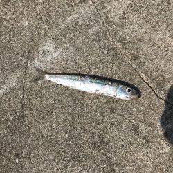 まさに五目釣り！