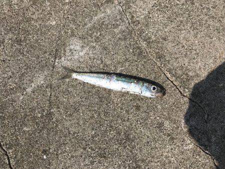 まさに五目釣り！