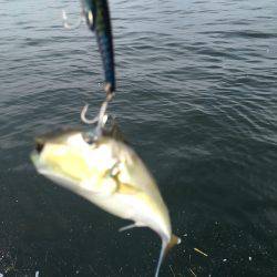 人生初タチウオ