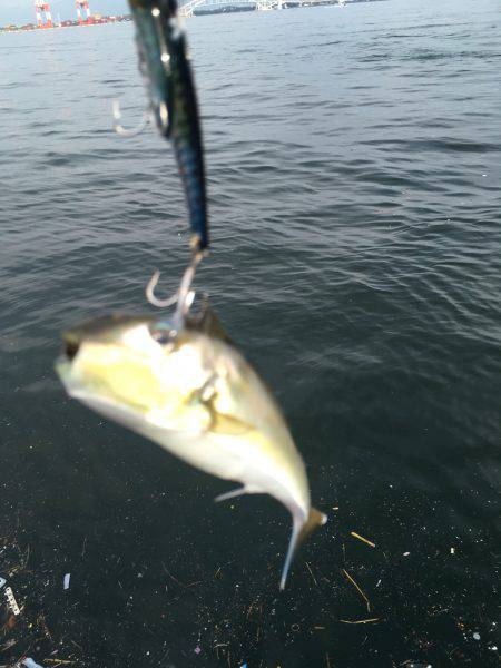 人生初タチウオ