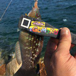 秋のルアー五目