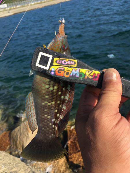 秋のルアー五目