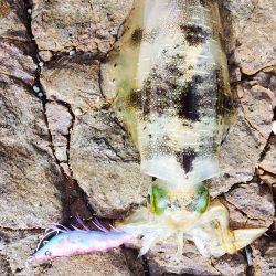 当たり日でした。