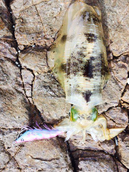 当たり日でした。