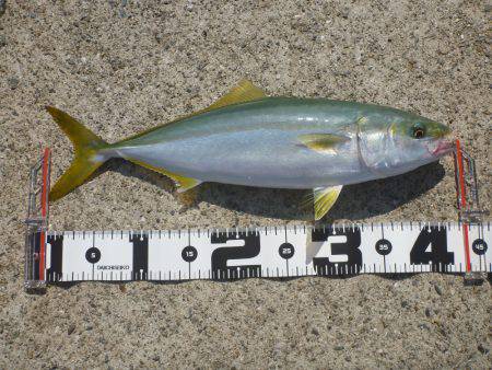 ポーアイ沖堤青物狙い