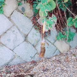 イカ、アジ、カマス、キス