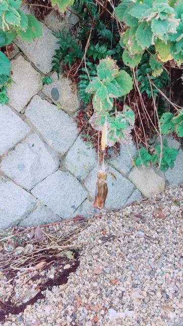 イカ、アジ、カマス、キス