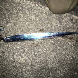 したしぶりの釣果