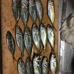 今季初アジング！